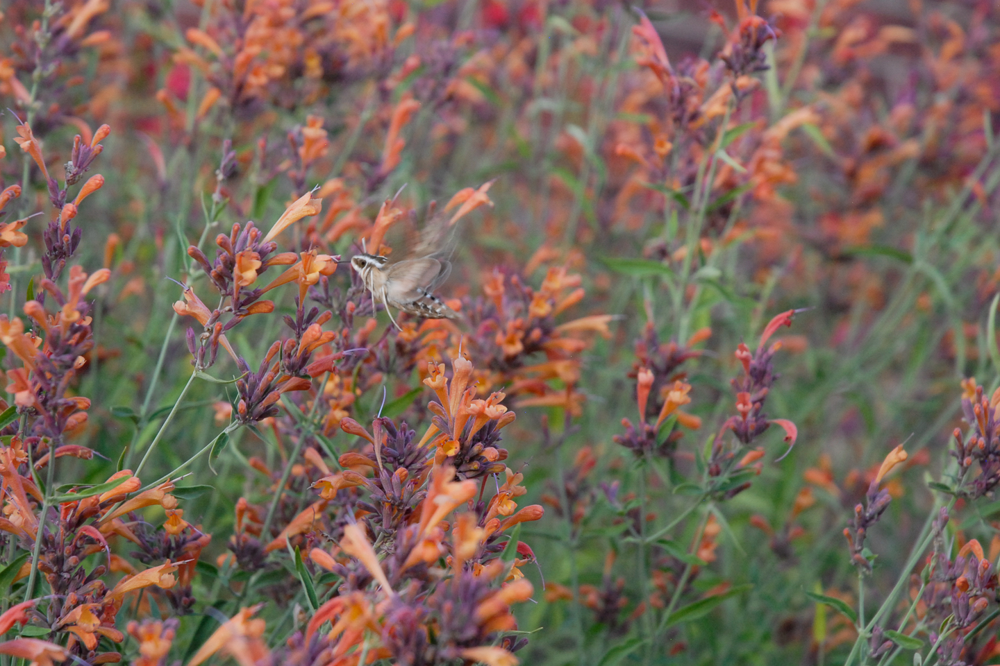 Sunset Hyssop